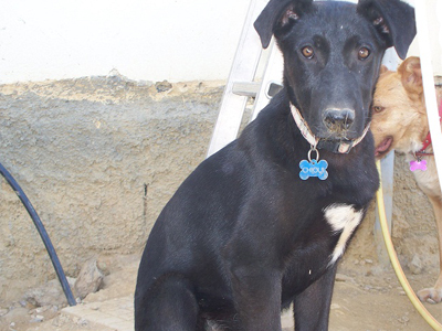 Ο Χιου ψάχνει σπίτι