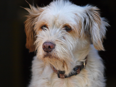 Χαρίζεται χνουδωτή σκυλίτσα