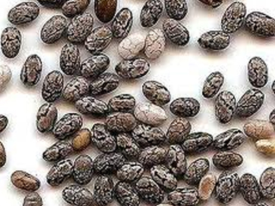 Chia: Ο σπόρος της ζωής