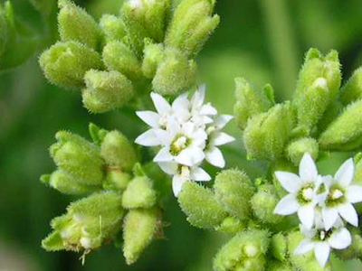 Στέβια: Ένα φυσικό γλυκαντικό