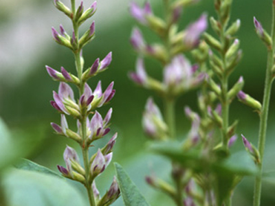 Φυσικά «φάρμακα» για τη βαρυστομαχιά