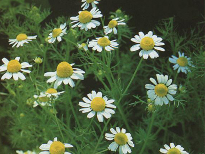 Οι ευεργετικές ιδιότητες του χαμομηλιού