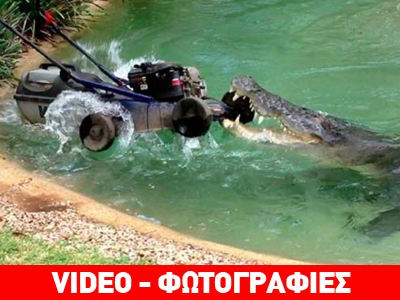 Κροκόδειλος επιτίθεται σε φύλακα πάρκου