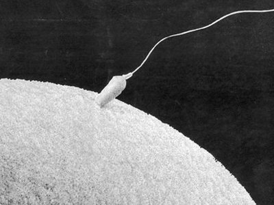 Το πρωτεϊνικό έλλειμμα συντελεί στον εκφυλισμό των ωαρίων