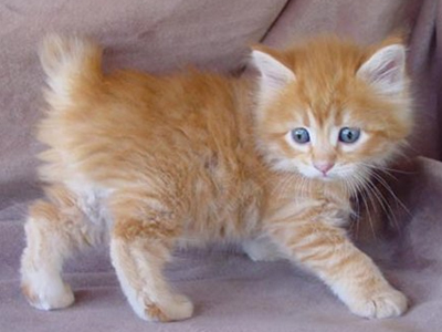 Νιάου βρε γατούλα!