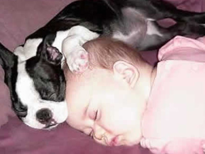 Υγιής συμβίωση με τα κατοικίδια σας