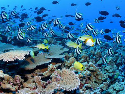 Μία άνοιξη γεμάτη κοράλλια στο Νέο Ψηφιακό Πλανητάριο