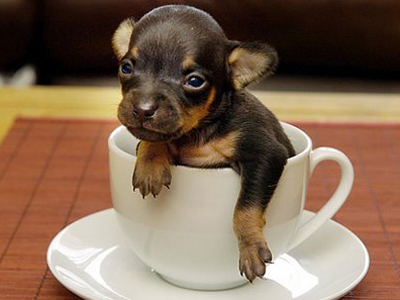 Κίνδυνος άσθματος για τα παιδιά που μεγαλώνουν παρέα με σκύλο