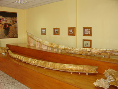 Στο βιβλίο Γκίνες οι χαυλιόδοντες από τη Μηλιά Γρεβενών Στο βιβλίο Γκίνες οι χαυλιόδοντες από τη Μηλιά Γρεβενών