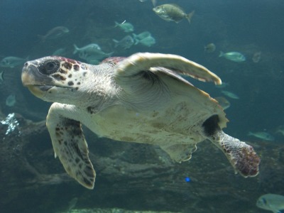 Απελευθερώνουν δύο καρέτα καρέτα στο Ηράκλειο