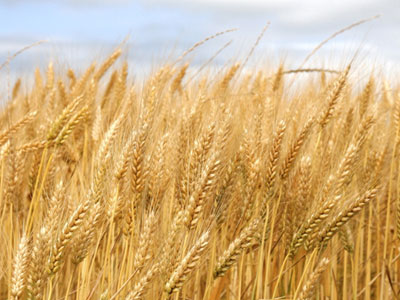 Παρατηρητήριο τιμών και ποσοτήτων στα δημητριακά σχεδιάζει το ΥΠΑΑΤ Παρατηρητήριο τιμών και ποσοτήτων στα δημητριακά σχεδιάζει το ΥΠΑΑΤ