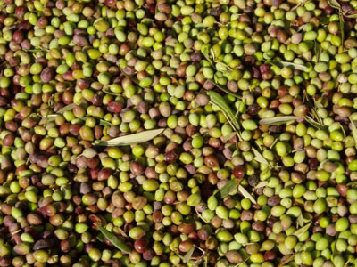 Οικονομική και οικολογική ενέργεια από πυρηνέλαιο Οικονομική και οικολογική ενέργεια από πυρηνέλαιο