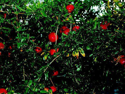 Επενδύουν στη ροδιά Επενδύουν στη ροδιά