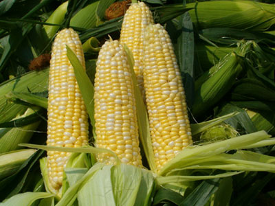 Ευρωπαϊκό Ο.Κ για μεταλλαγμένες πατάτες και καλαμπόκι Ευρωπαϊκό Ο.Κ για μεταλλαγμένες πατάτες και καλαμπόκι