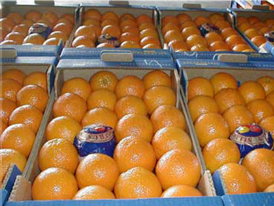 Μείωση τιμών στα πορτοκάλια Valencia