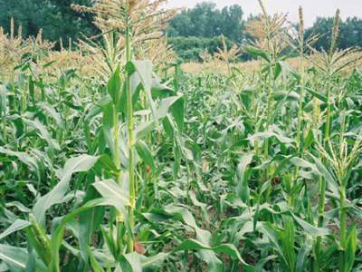 Πειραματική καλλιέργεια σόργου στην Θεσσαλία Πειραματική καλλιέργεια σόργου στην Θεσσαλία