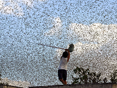 Εκατομμύρια ακρίδες επιτίθενται στο Ισραήλ