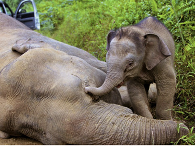 Μαλαισία: Μαζική δολοφονία πυγμαίων ελεφάντων