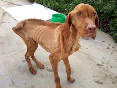 Ζητάει φροντίδα