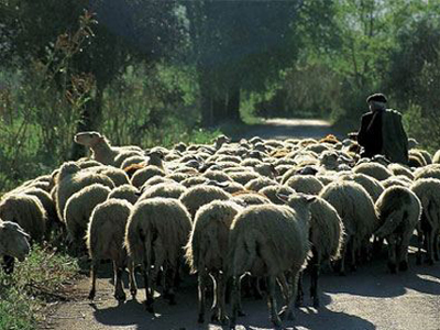 Ποιμνιοστάσιο-οπλοστάσιο στο Ρέθυμνο