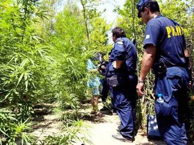 Χανιά: Δάσος ολόκληρο από χασισόδεντρα