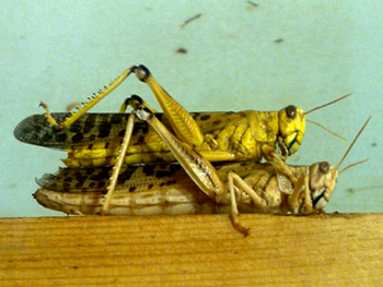 Ένα ζευγάρι από το είδος της συγκεκριμένης ακρίδας σε κάπως ...προσωπικές στιγμές