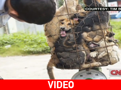 Κτηνωδία από λαθρεμπόρους σκυλιών