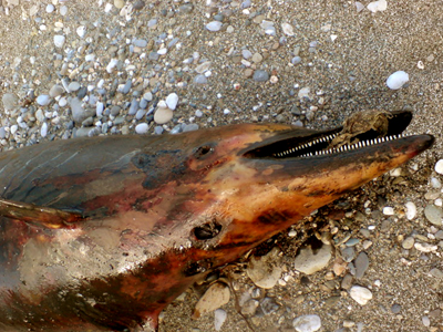 Νεκρά δελφίνια στη Χίο