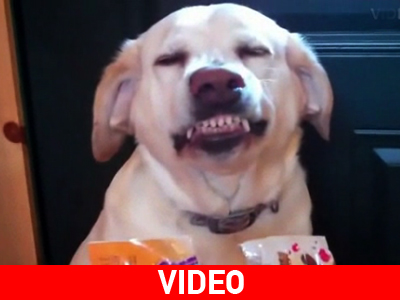 Κι ένας σκύλος που δε λέει «μαζί τα φάγαμε»…