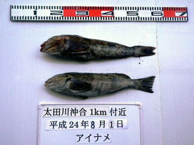 Ο ραδιενεργός εφιάλτης της Φουκουσίμα στο πιάτο μας