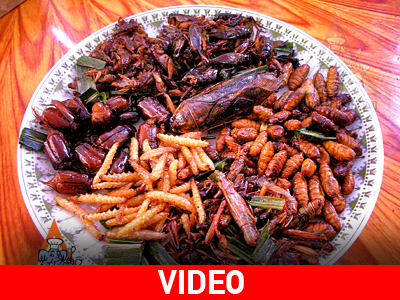 Τα σκουλήκια ως διατροφή (και ως… opinion makers)