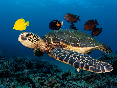 Οκτώ νεκρές χελώνες σε διάφορα σημεία της Ελλάδας