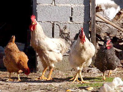 Ψευδοπανώλη σε βουλγάρικα πουλερικά