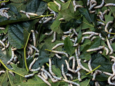 Μεταξο-σκώληκες στο Ελληνικό Κοινοβούλιο