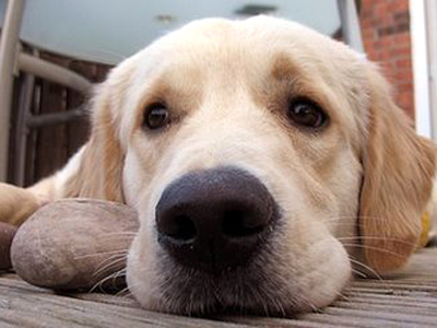 Νόμος-μπόγιας από τον Δήμο Αθηναίων για τους ανεύθυνους ιδιοκτήτες κατοικίδιων