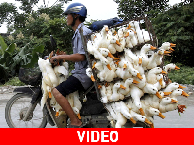 Β. Κορέα: Μεγάλη έξαρση της γρίπης των πτηνών