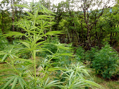 Λαυρεωτική: Ένα δάσος από χασισόδεντρα