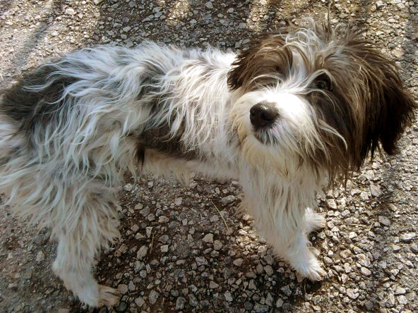 Ψάχνει κανείς τούτο τον μπόμπιρα;