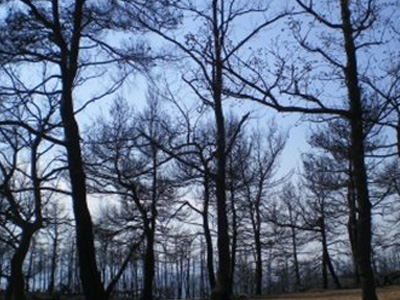 Αναδασωτέα η Αιξωνή