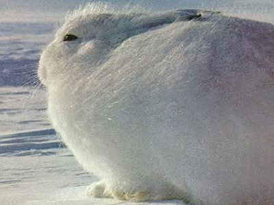 Η προσαρμοστικότητα των ζώων