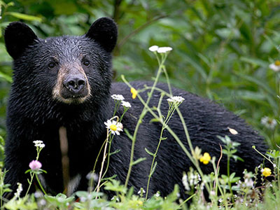 Σε κίνδυνο οι ασιατικές μαύρες αρκούδες