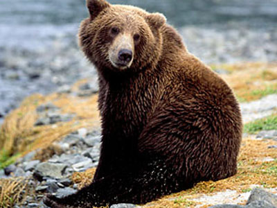 Καταζητείται ο δολοφόνος της αρκούδας στην Ροδόπη