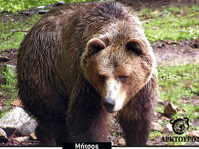 Η Αρκούδα του μήνα από τον Αρκτούρο