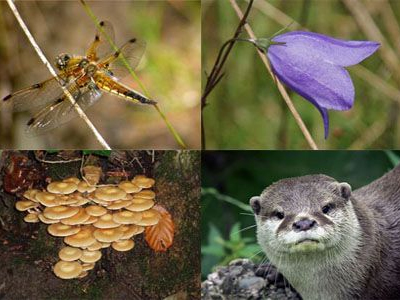 WWF: Απαιτείται φιλόδοξος στόχος για την βιοποικιλότητα