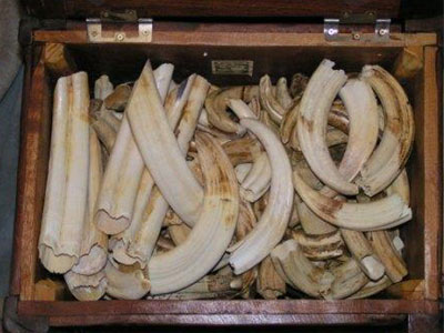 Το “παράνομα” περιζήτητο ελεφαντόδοντο