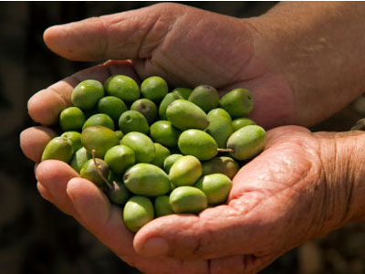 Δίπλωμα ευρεσιτεχνίας για αξιοποίηση αποβλήτων από ελαιοτριβεία