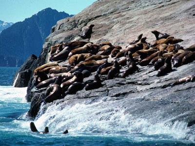 Florida: Το ψύχος απειλεί εξωτικά είδη