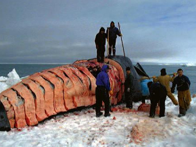 Κυρώσεις στην Ιαπωνία λόγω φαλαινοθηρίας;