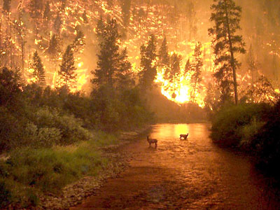 Στάχτη έγιναν 2 εκατομμύρια στρέμματα στην Ε.Ε.