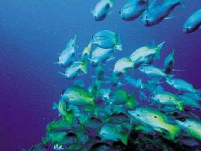 Αποδίδουν τα μέτρα κατά της υπεραλίευσης